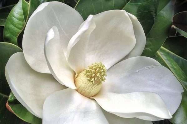 magnolia - materie prime