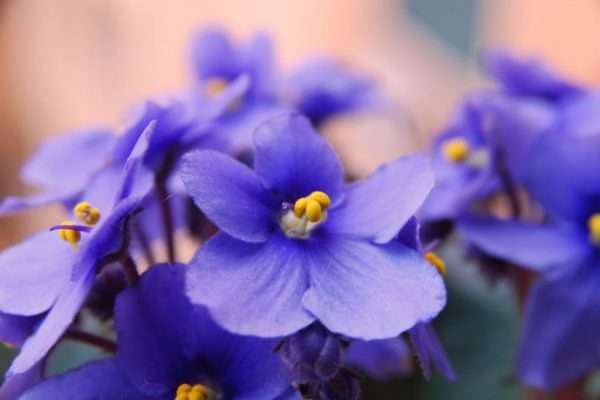 violetta - materie prime