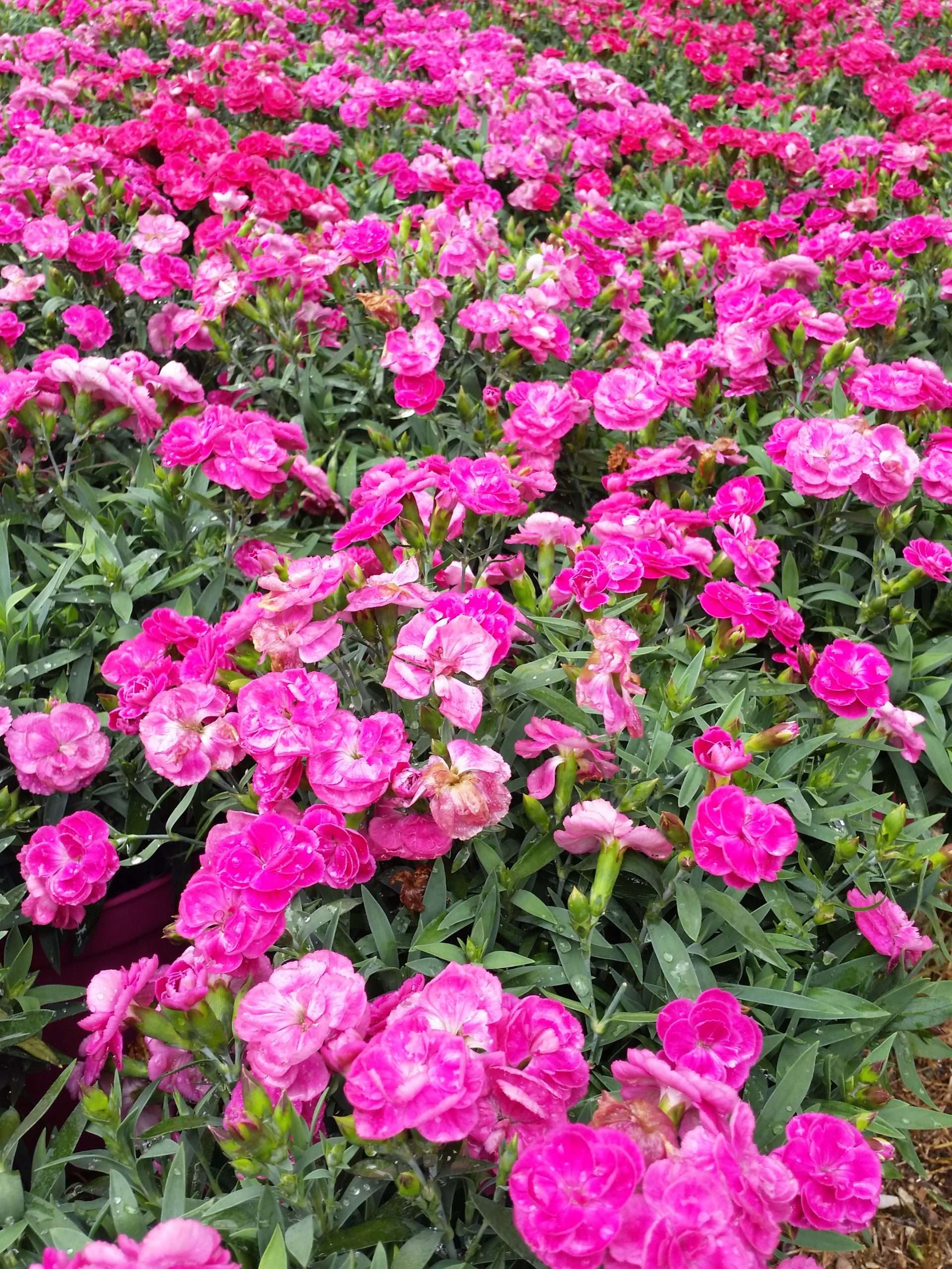 il percorso olfattivo a Spello, 8-10 giugno 2018 - Accademia del Profumo il percorso olfattivo a Spello, 8-10 giugno 2018 - Accademia del Profumo