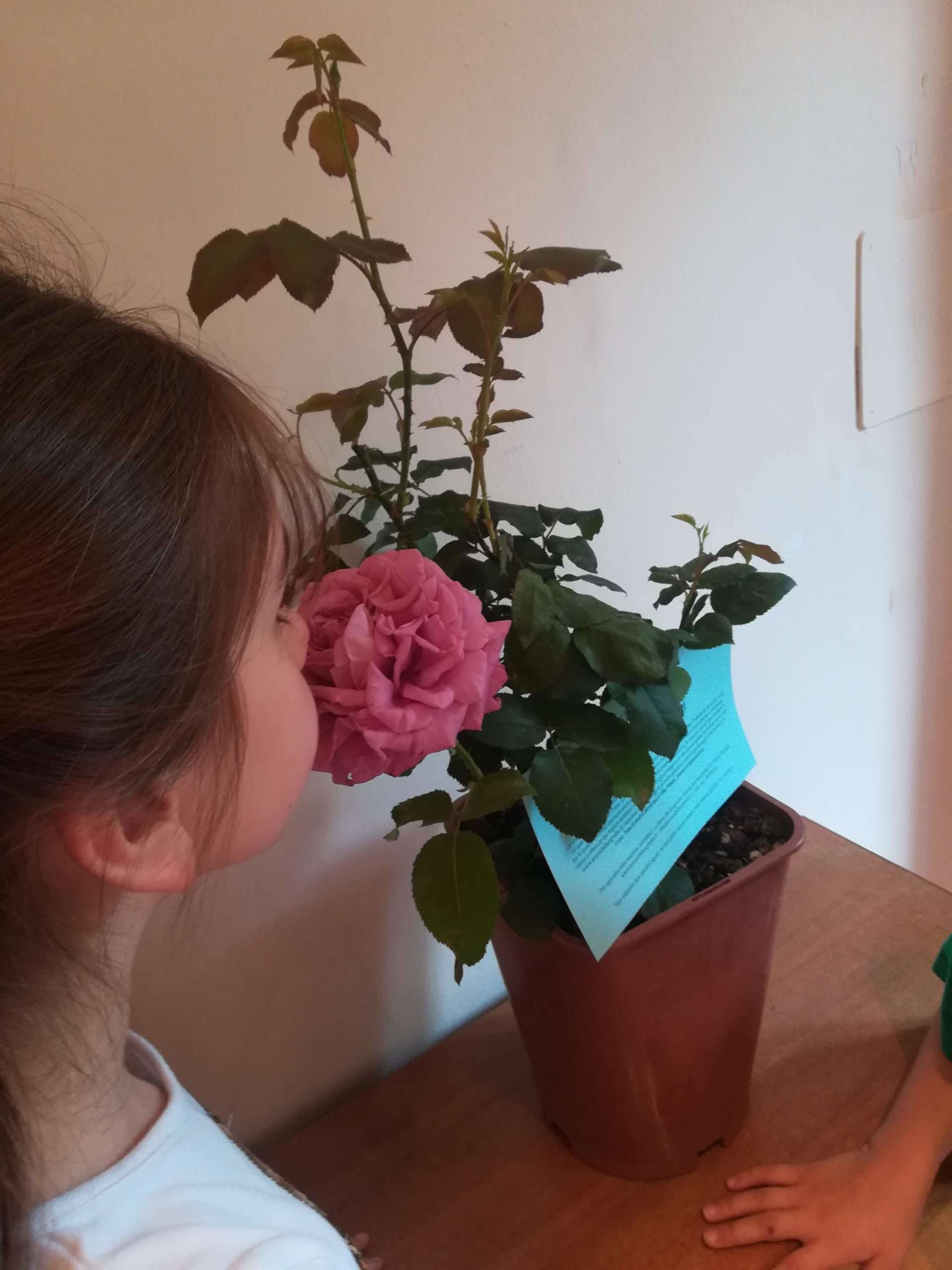 il percorso olfattivo a Spello, 8-10 giugno 2018 - Accademia del Profumo il percorso olfattivo a Spello, 8-10 giugno 2018 - Accademia del Profumo