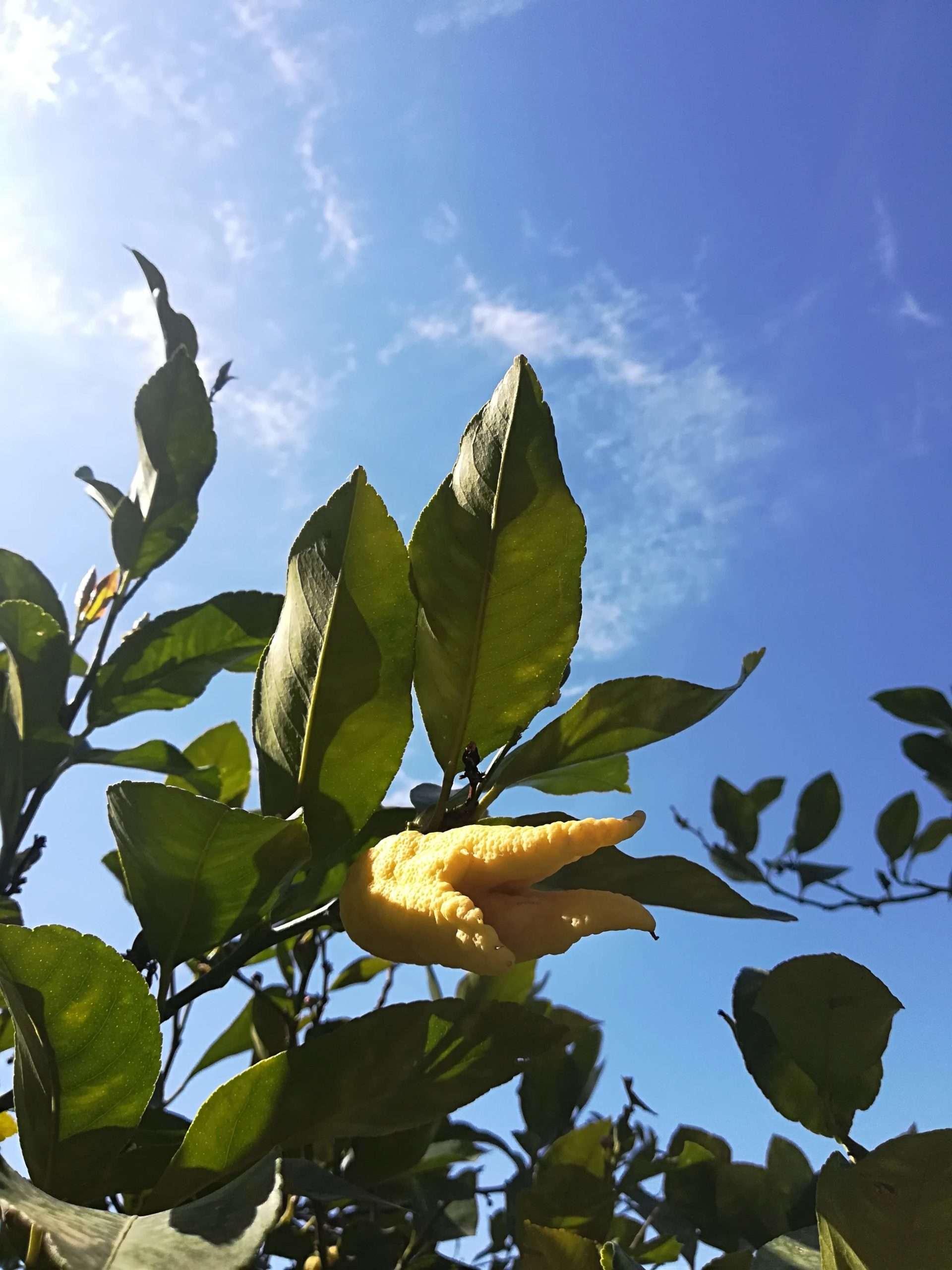 il percorso olfattivo a Spello, 8-10 giugno 2018 - Accademia del Profumo il percorso olfattivo a Spello, 8-10 giugno 2018 - Accademia del Profumo